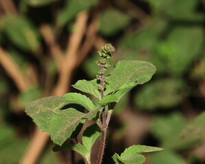 Basil flowers bloom on the beautiful herbal basil plant in the garden