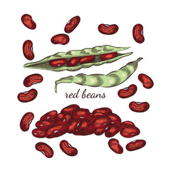Red beans hand drawn sketch on white background. Beans and pods illustration for your design.