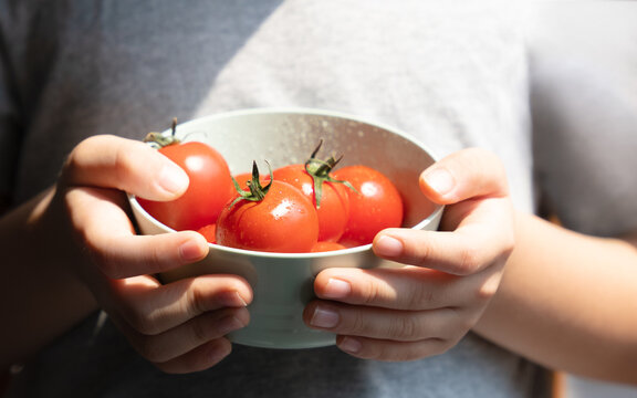 Beautiful close up hands of a child holding a bowl full of fresh homegrown organic japanese red cherry tomatoes fruit. Healthy food, Nutrients, Antioxidant, Boost immunity, Vitamin C, Health benefit.