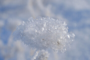 snow crystals on separation branches in winter, macro