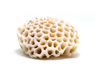 White coral fossil closeup photo on white background. Marine animal shell. Natural coral texture. Dry polyp structure