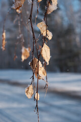 birch leaves on a branch in winter