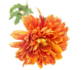 orange chrysanthemum flower on white background