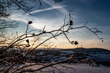Detail of branch with hip in winter season