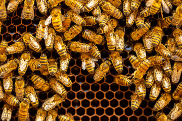 Beautiful honeycomb with bees close-up. A swarm of bees crawls through the combs collecting honey. Beekeeping, wholesome food for health.