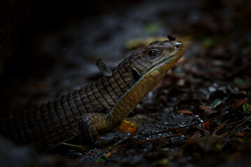 The Sudan plated lizard - Broadleysaurus major, large shy lizard from African woodlands and gardens, Zanzibar, Tanzania.
