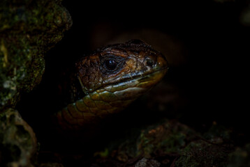 The Sudan plated lizard - Broadleysaurus major, large shy lizard from African woodlands and gardens, Zanzibar, Tanzania.