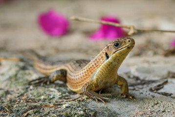 The Sudan plated lizard - Broadleysaurus major, large shy lizard from African woodlands and gardens, Zanzibar, Tanzania.