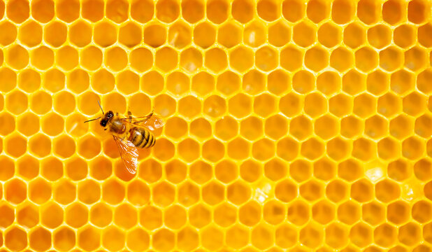 Honey nest cheap
