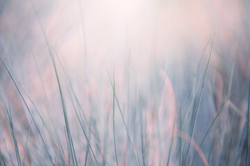 Wild grass in a forest at sunrise. Blurred abstract nature background.