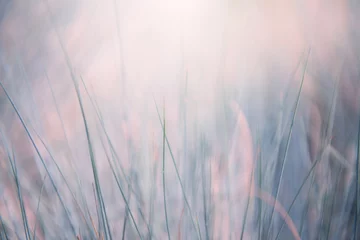  Wild gras in een bos bij zonsopgang. Wazig abstracte aard achtergrond. © smallredgirl