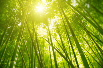 Fototapeta na wymiar Green bamboo forest in the morning sunlight. Blurred nature background, selective focus.