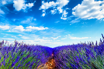 Lavender fields and the blue sky. Valensole, Provence, France. Beautiful summer nature background