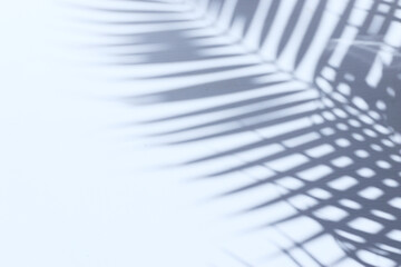 Image of blurry abstract background with palm leaves shadow over a textured white wall