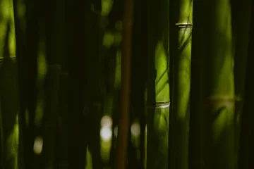  Green bamboo in the forest. Macro image, selective focus. Blurred nature background. © smallredgirl