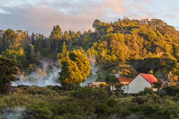 Obraz premium Steam from geothermal hot springs rises from the forest at Whakarewarewa Village, Rotorua, New Zealand