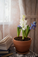Fototapeta na wymiar Still-life. Blooming hyacinths in a pot near the window.