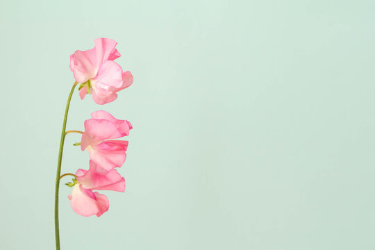725 Best 多年生植物 Images Stock Photos Vectors Adobe Stock 725 Best 多年生植物 Images Stock Photos Vectors Adobe Stock