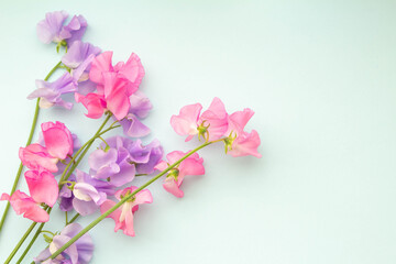 Naklejka na ściany i meble 薄いブルーの無地の背景とピンク色と紫色のスイトピー
