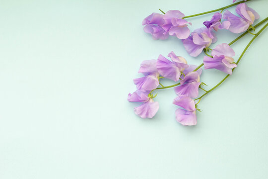 737 Best 多年生植物images Stock Photos Vectors Adobe Stock 737 Best 多年生植物images Stock Photos Vectors Adobe Stock