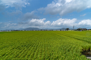 Fototapeta na wymiar Paddy fields are in rural area in Saga prefecture, JAPAN.