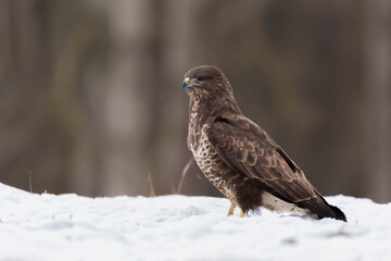 Myszolow zwyczajny Buteo buteo
