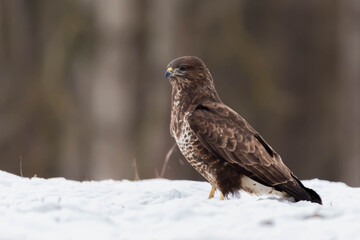 Myszolow zwyczajny Buteo buteo