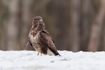 Myszolow zwyczajny Buteo buteo