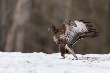 Myszolow zwyczajny Buteo buteo