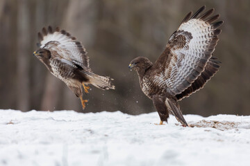 Myszolow zwyczajny Buteo buteo © Robert
