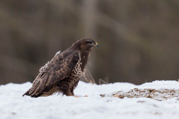 Myszolow zwyczajny Buteo buteo