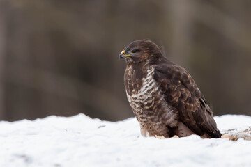 Myszolow zwyczajny Buteo buteo
