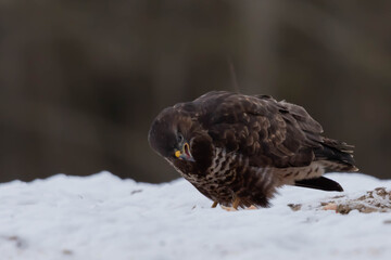 Myszolow zwyczajny Buteo buteo