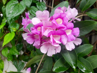 Close up Purple flowers