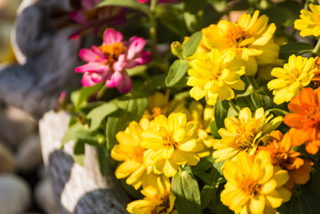 Beautiful zinnia flowers in the sunlight
