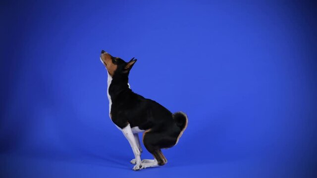 Side view of a Basenji dog performing commands in the studio against a blue background. The pet stands on its hind legs, then stands in full growth, and then sits down. Slow motion. Close up.