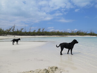 two black dogs standing at a beach on Current Island in the month of February, Bahamas