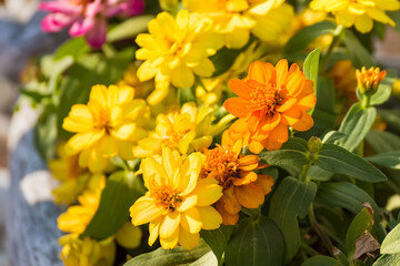 Fototapeta premium Beautiful zinnia flowers in the sunlight