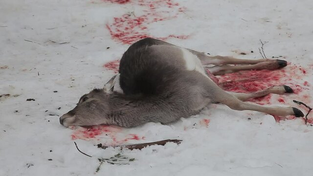 The killed deer lies in the snow with blood. The wild animal was hunted. Deer shot while hunting. The carcass of a dead deer bleeding on the ground in the forest. Deer hunting in winter
