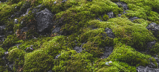 Beautiful green moss on the floor wallpaper background
