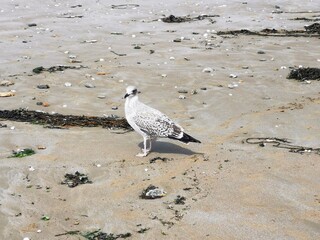 Mouette a la plage