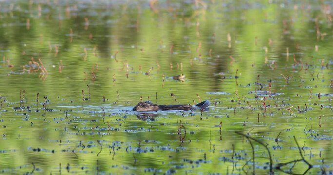 Muskrat swimming on the lake, Crna Mlaka
