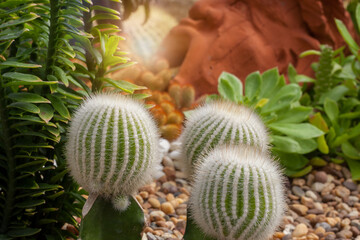 BEAUTIFUL CACTUS AND close up of cactus