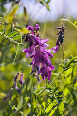 Morning field background with wild flowers. Wild flowers in a meadow nature.