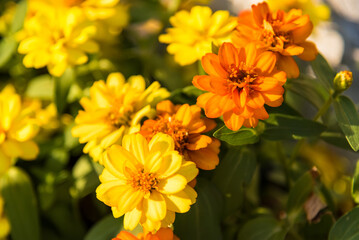 Beautiful zinnia flowers in the sunlight