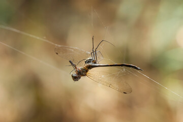 aAl about dragonflies and damselflies story