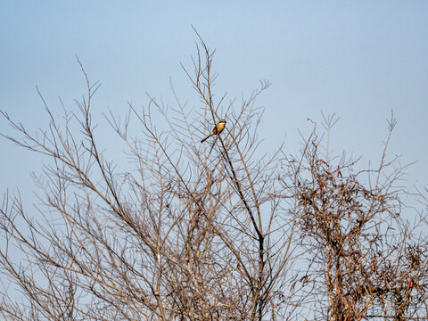 Bull-headed shrike perched on the top branch of a tree