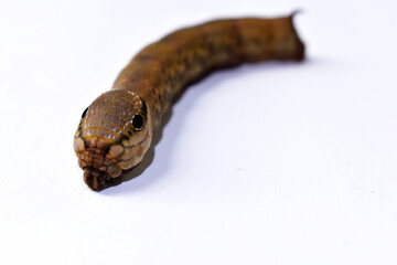 The leaf-eating caterpillars are brown on a white background. 