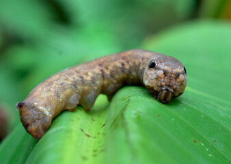 Dark brown caterpillars hang on green banana leaves on a blurred background. 