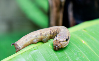 Dark brown caterpillars hang on green banana leaves on a blurred background. 